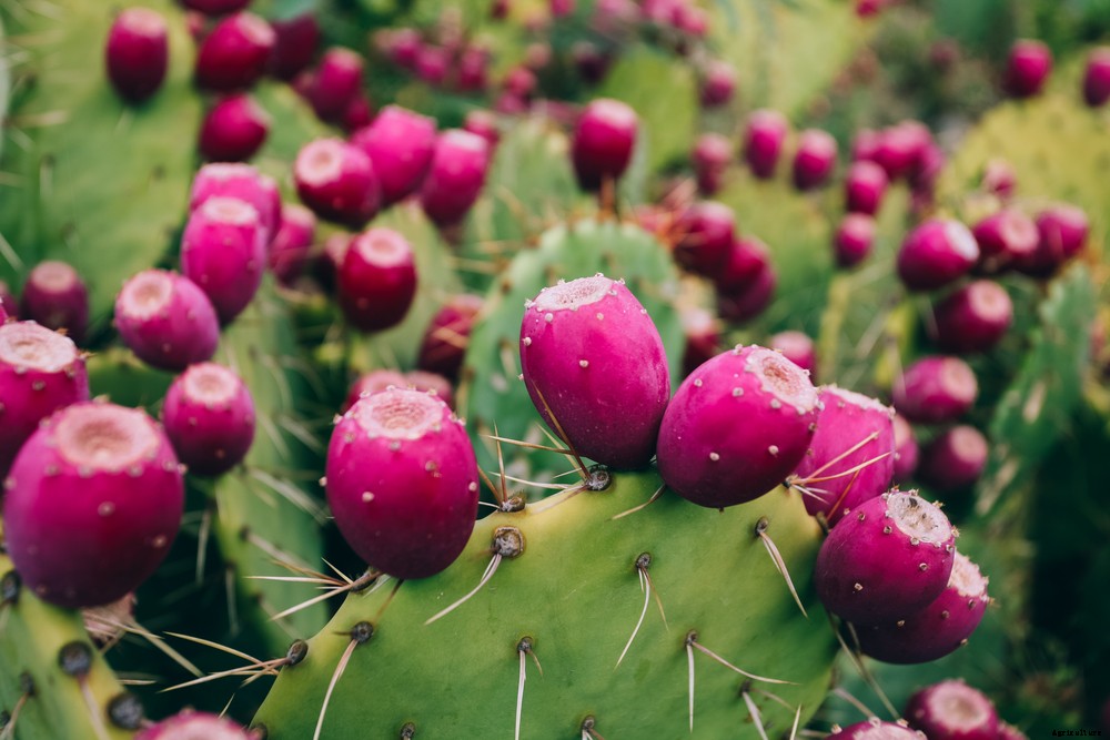 5 Edible Cacti and Succulents You Can Grow Indoors