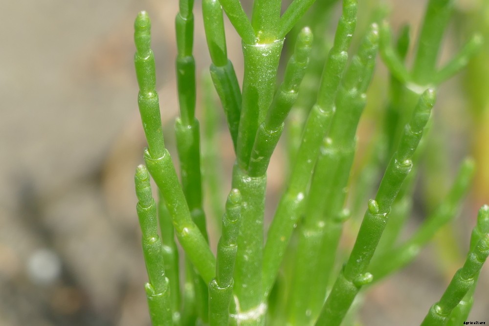 5 Edible Cacti and Succulents You Can Grow Indoors