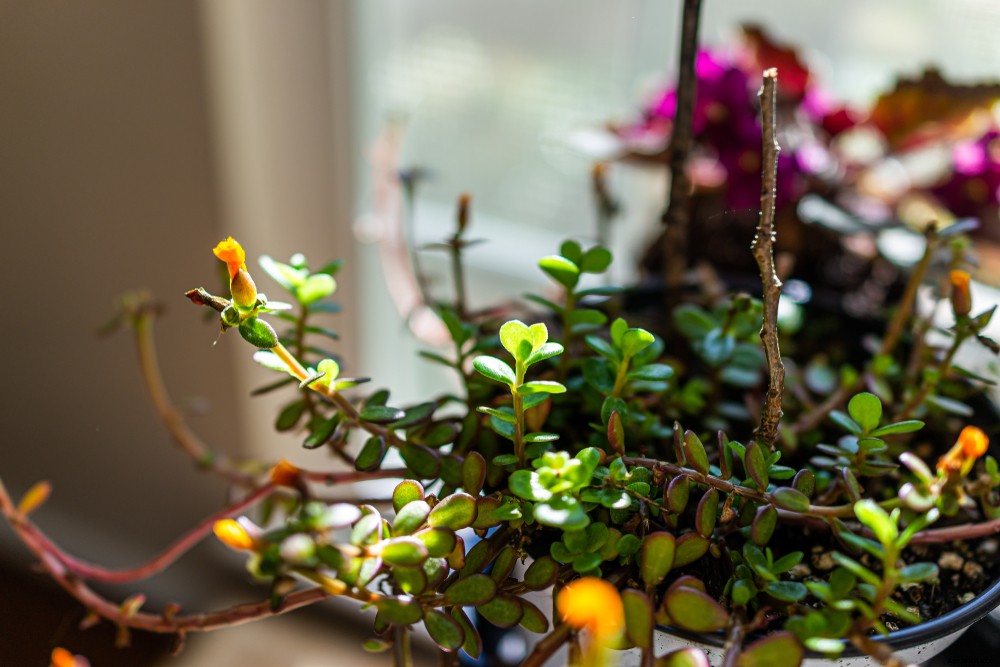 5 Edible Cacti and Succulents You Can Grow Indoors