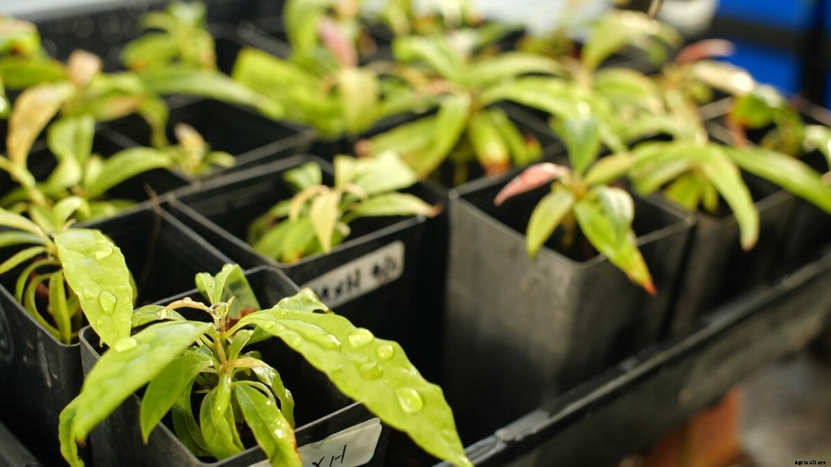We Can Now Cryogenically Freeze Avocados for Future Generations