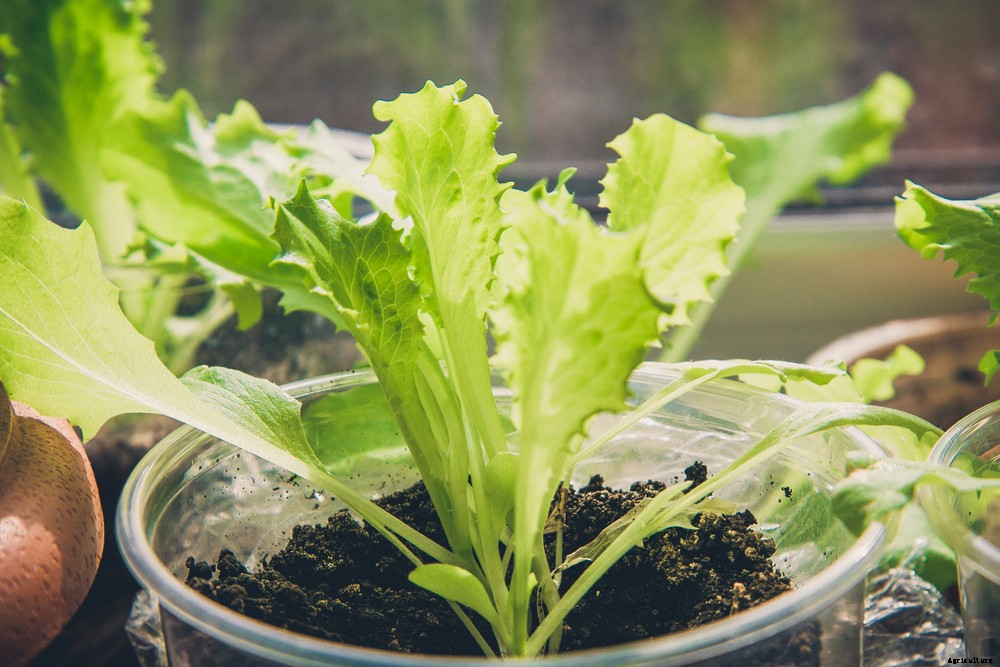 4 Easy Veggies to Grow Inside