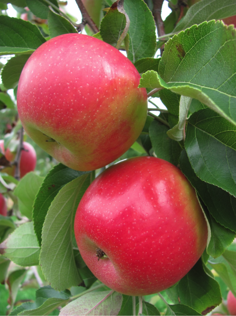 Breeders Release Three New Apples for American Farmers