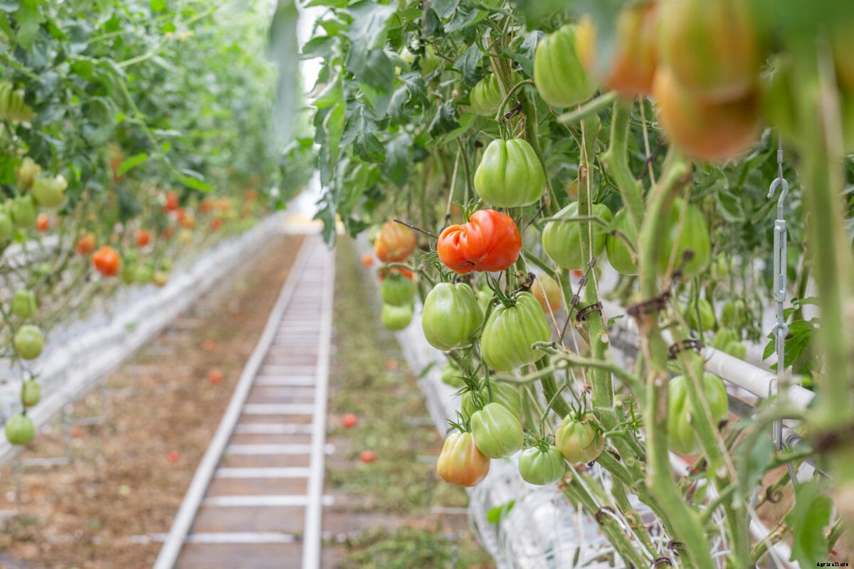 World’s Largest Rooftop Greenhouse Opens In Quebec