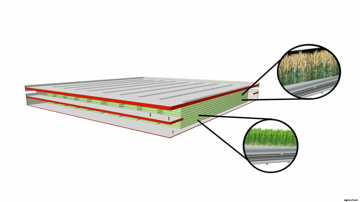 Is the Future of Wheat Farming Inside and Up?