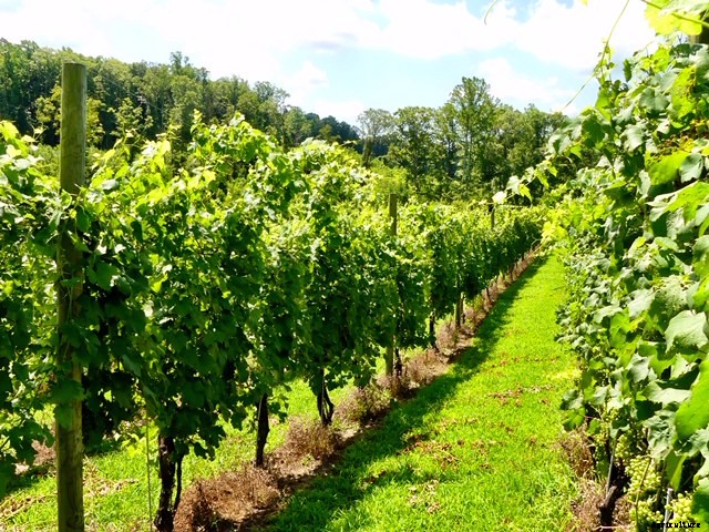 Grapevines Sprout Where Tobacco Once Grew in Southern Maryland