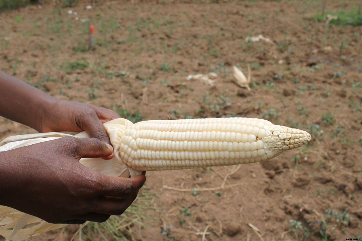 A Small Rwandan Farm Looks to Solve a Big Problem