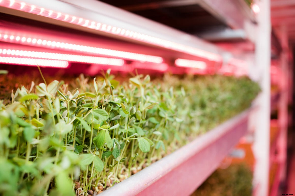 London’s Urban Farms Move Underground