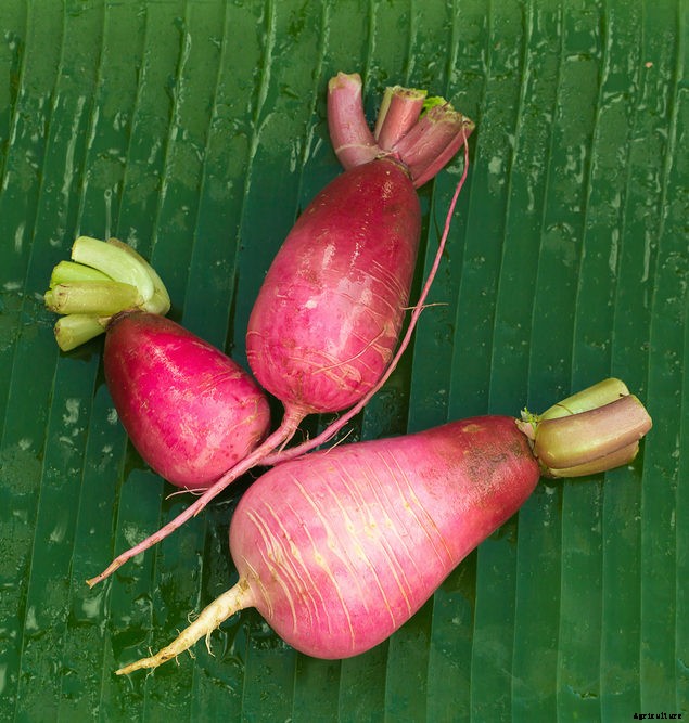 Five Root Crops to Plant Now for a Fall Harvest