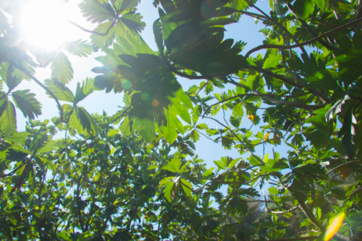 The Last Tree Standing