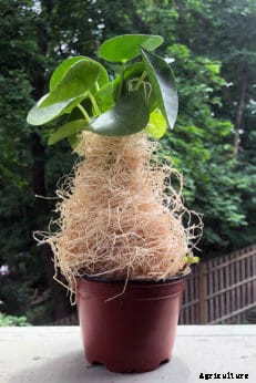 Things We Love: The Sill Plant Membership