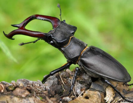 Five Ways to Support Threatened Species in Your Garden