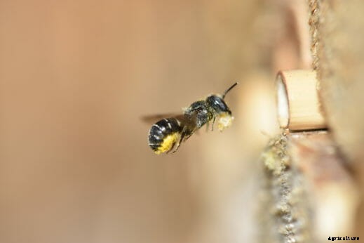 Five Ways to Support Threatened Species in Your Garden