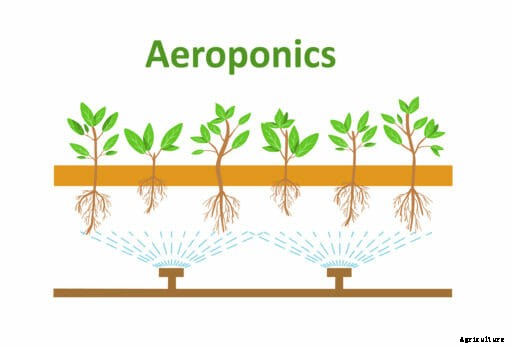 How Does Aeroponics Work?