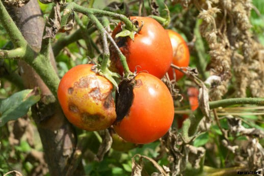 Ask Modern Farmer: What’s Wrong with my Tomato Plants?