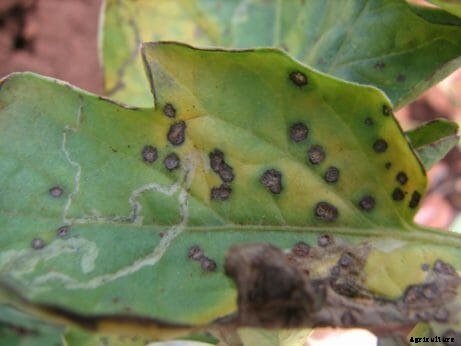 Ask Modern Farmer: What’s Wrong with my Tomato Plants?