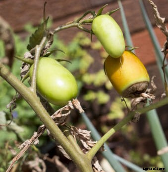 Ask Modern Farmer: What’s Wrong with my Tomato Plants?