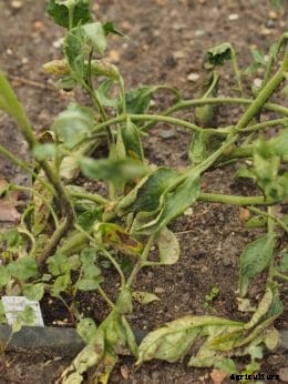 Ask Modern Farmer: What’s Wrong with my Tomato Plants?