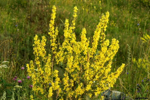 7 Smokable Plants You Can Grow That Aren’t Marijuana