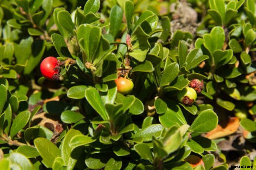 7 Smokable Plants You Can Grow That Aren’t Marijuana