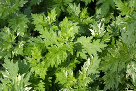 7 Smokable Plants You Can Grow That Aren’t Marijuana