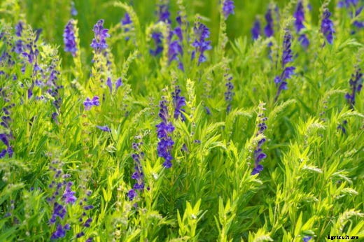 7 Smokable Plants You Can Grow That Aren’t Marijuana