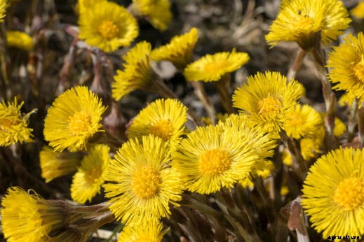 7 Smokable Plants You Can Grow That Aren’t Marijuana