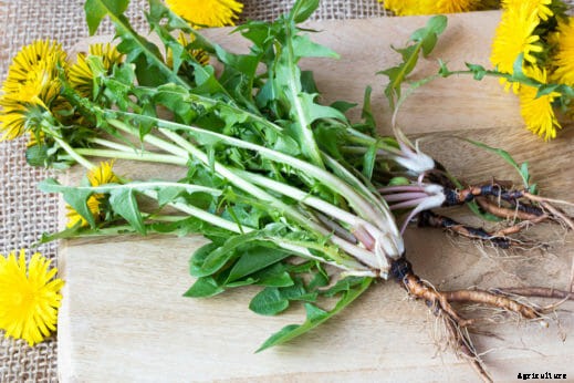 10 Edible Weeds Likely Growing in Your Yard