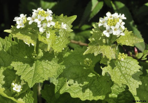 10 Edible Weeds Likely Growing in Your Yard