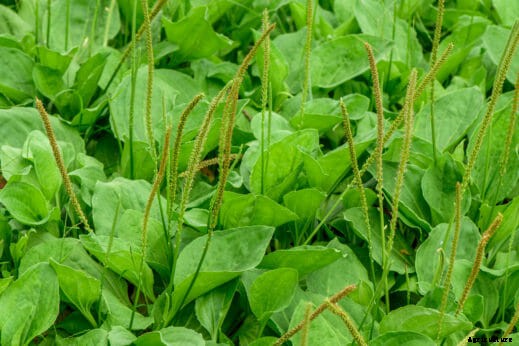 10 Edible Weeds Likely Growing in Your Yard
