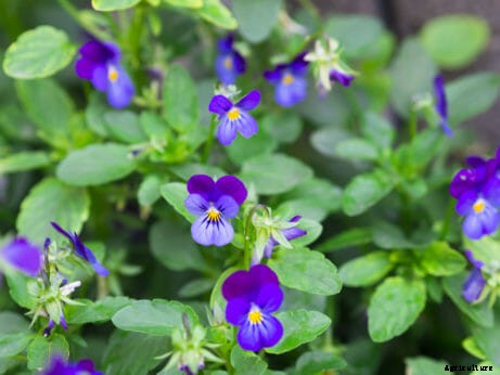 10 Edible Weeds Likely Growing in Your Yard