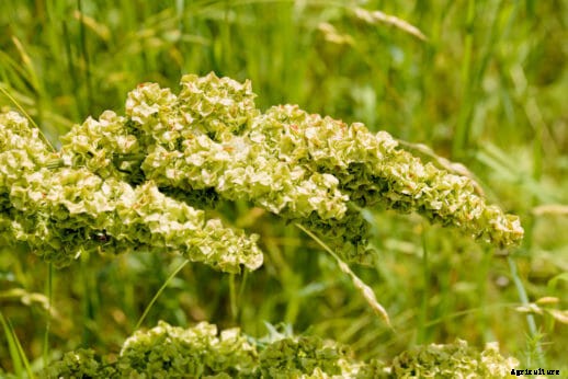 10 Edible Weeds Likely Growing in Your Yard