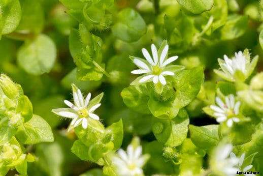 10 Edible Weeds Likely Growing in Your Yard