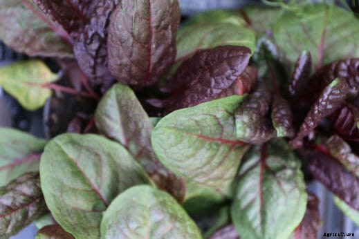 10 Edible Weeds Likely Growing in Your Yard