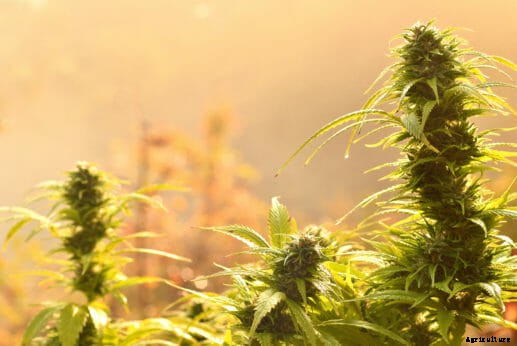 You Care Where Your Food Comes From. Why Not Your Pot?