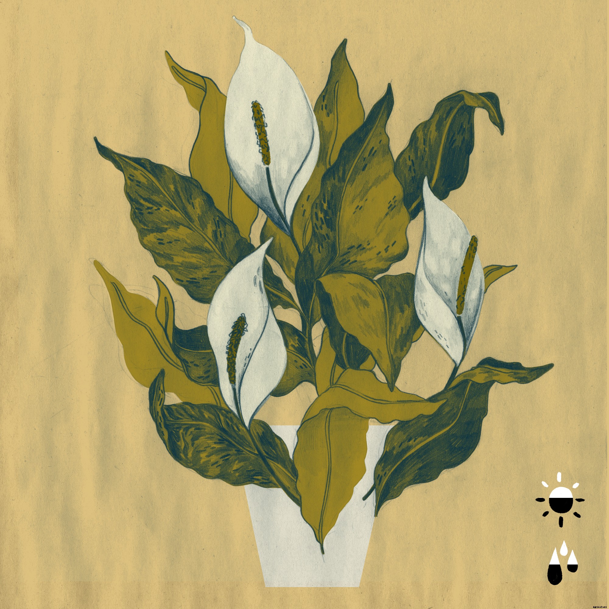 The 5 Best Houseplants to Purify the Air In Your Home