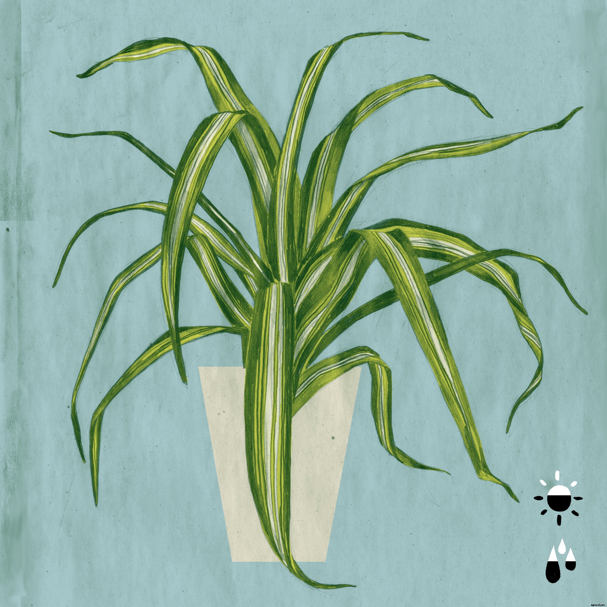 The 5 Best Houseplants to Purify the Air In Your Home