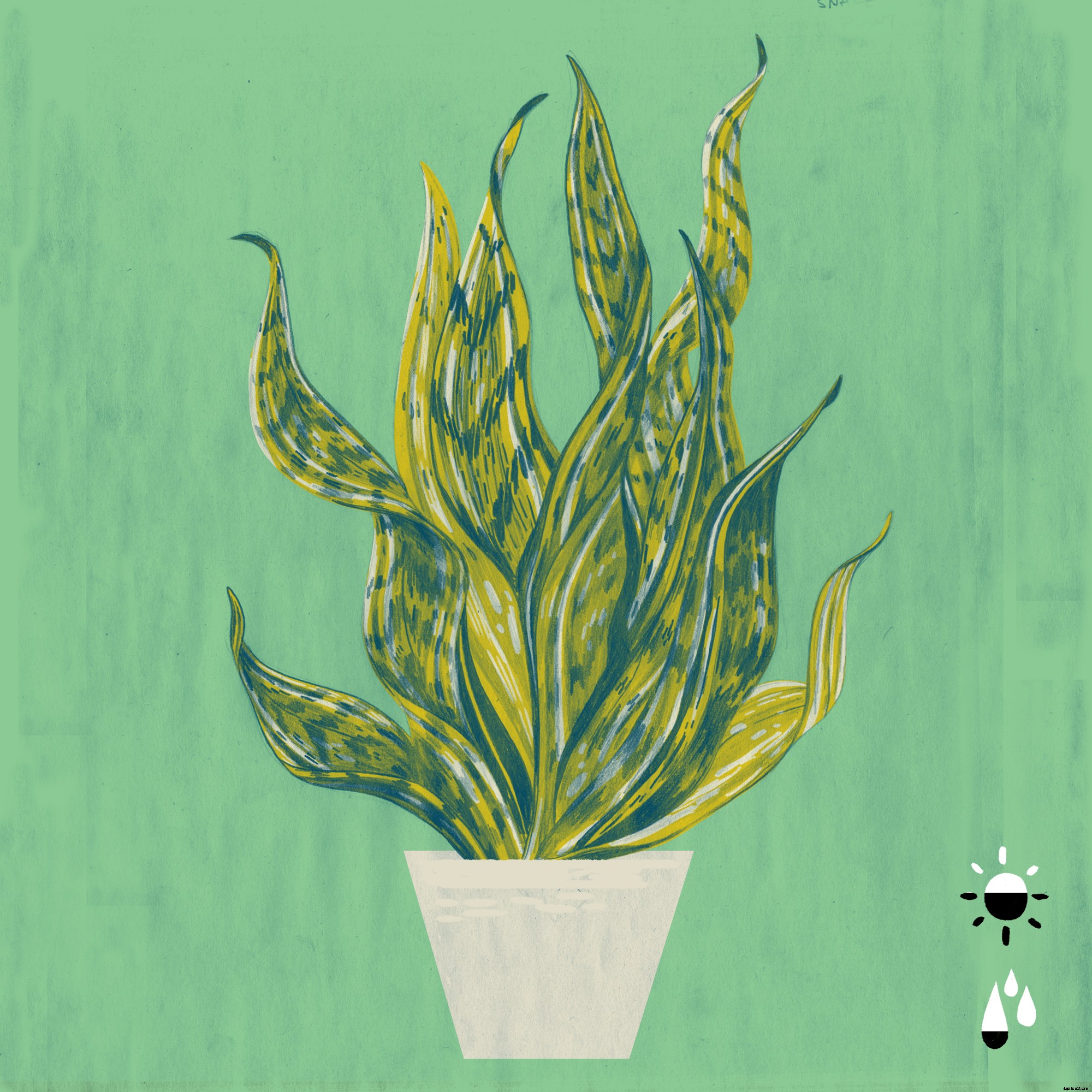 The 5 Best Houseplants to Purify the Air In Your Home