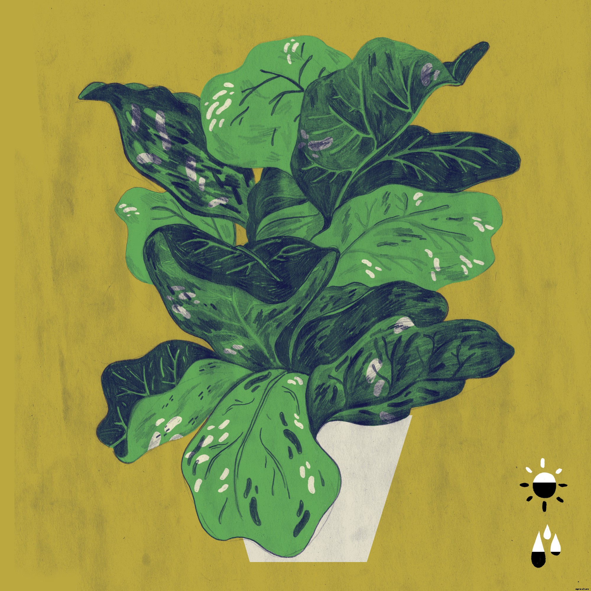 The 5 Best Houseplants to Purify the Air In Your Home