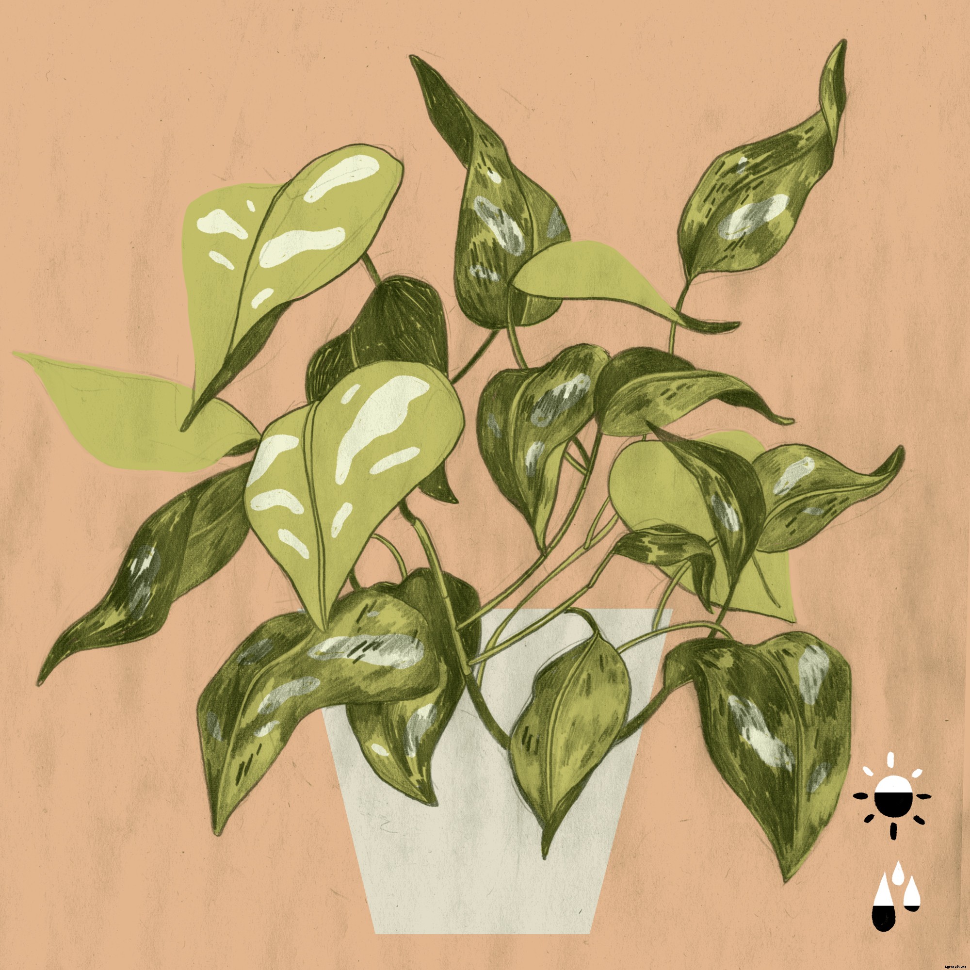 The 5 Best Houseplants to Purify the Air In Your Home