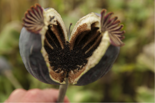10 Beautiful Photos of Seeds (And Fun Facts for Each)