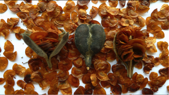 10 Beautiful Photos of Seeds (And Fun Facts for Each)