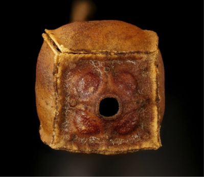 10 Beautiful Photos of Seeds (And Fun Facts for Each)