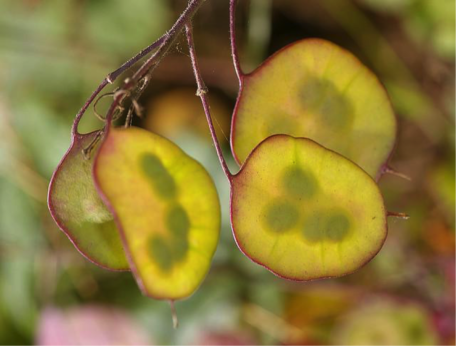10 Beautiful Photos of Seeds (And Fun Facts for Each)