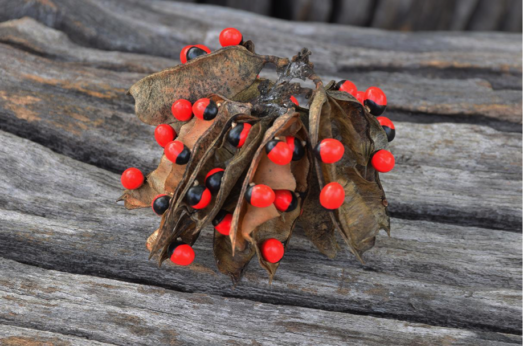 10 Beautiful Photos of Seeds (And Fun Facts for Each)