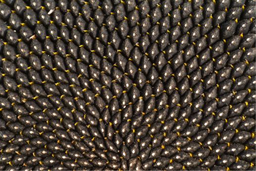 10 Beautiful Photos of Seeds (And Fun Facts for Each)