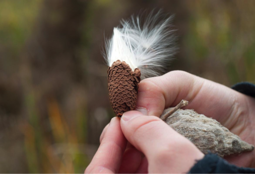 10 Beautiful Photos of Seeds (And Fun Facts for Each)