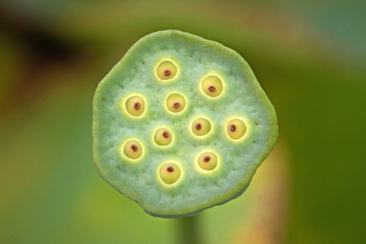 10 Beautiful Photos of Seeds (And Fun Facts for Each)