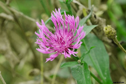 Seven Perennial Soil-Building Plants