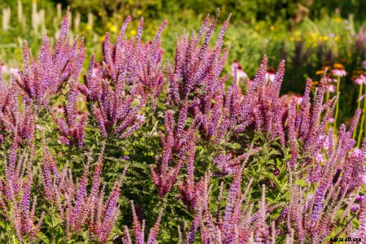 Seven Perennial Soil-Building Plants