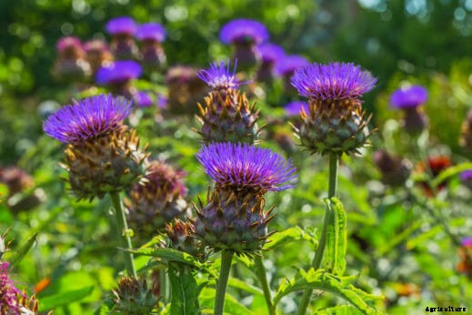 Seven Perennial Soil-Building Plants